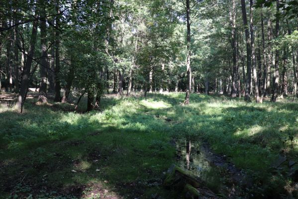 Týniště nad Orlicí, 15.9.2020
Petrovičky, obora Bědovice u Dvora.
Klíčová slova: Týniště nad Orlicí Petrovičky obora Bědovice Dvůr