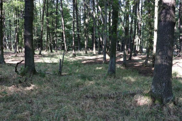 Týniště nad Orlicí, 15.9.2020
Petrovičky, obora Bědovice u Dvora.
Klíčová slova: Týniště nad Orlicí Petrovičky obora Bědovice Dvůr