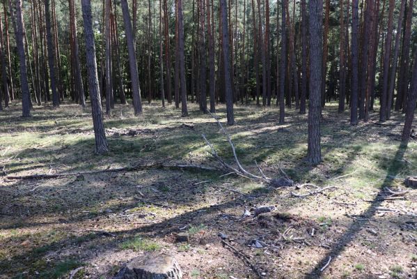 Týniště nad Orlicí, 15.9.2020
Petrovičky, obora Bědovice u Dvora.
Klíčová slova: Týniště nad Orlicí Petrovičky obora Bědovice Dvůr