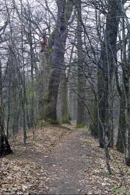 Týniště nad Orlicí, 16.3.2002
Stávek. Dubová alej na staré hrázi na východním okraji města. 
Klíčová slova: Týniště nad Orlicí Stávek Osmoderma eremita Lacon querceus Ampedus brunnicornis cardinalis.