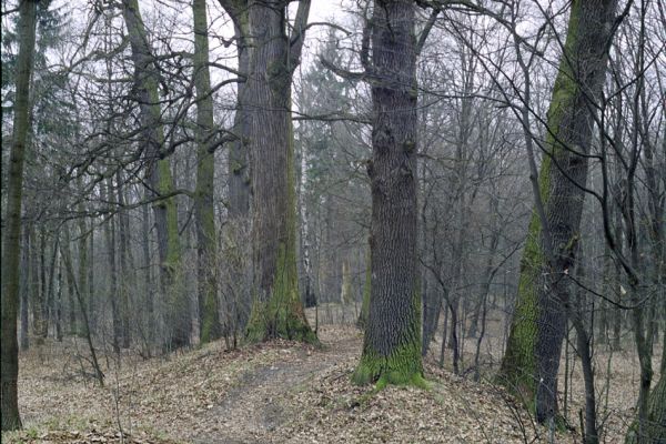 Týniště nad Orlicí, 16.3.2002
Stávek. Dubová alej na staré hrázi na východním okraji města. 
Klíčová slova: Týniště nad Orlicí Stávek Osmoderma eremita Lacon querceus Ampedus brunnicornis cardinalis.