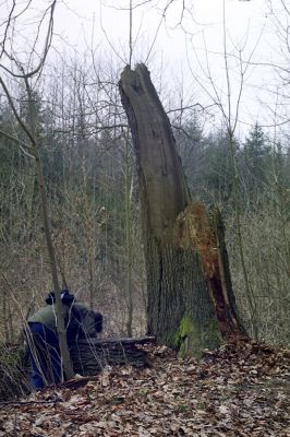 Týniště nad Orlicí, 16.3.2002
Stávek. Dubová alej na staré hrázi na východním okraji města. Pahýl dubu, osídlený kovaříky Lacon querceus, Ampedus brunnicornis a A. cardinalis.
Mots-clés: Týniště nad Orlicí Stávek Lacon querceus Ampedus brunnicornis cardinalis.