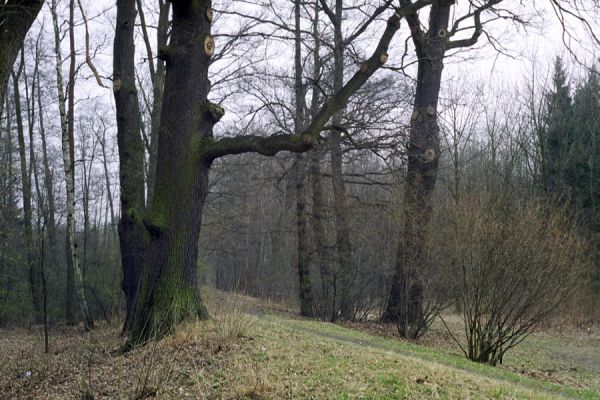 Týniště nad Orlicí, 16.3.2002
Stávek. Dubová alej na staré hrázi na východním okraji města. 
Klíčová slova: Týniště nad Orlicí Stávek Osmoderma eremita Lacon querceus Ampedus brunnicornis cardinalis.