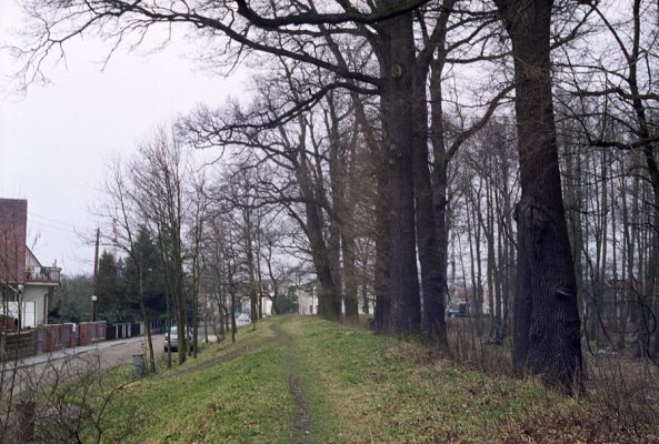 Týniště nad Orlicí, 16.3.2002
Dubová alej na staré hrázi na východním okraji města. .
Keywords: Týniště nad Orlicí Stávek Osmoderma eremita Lacon querceus Ampedus brunnicornis cardinalis.