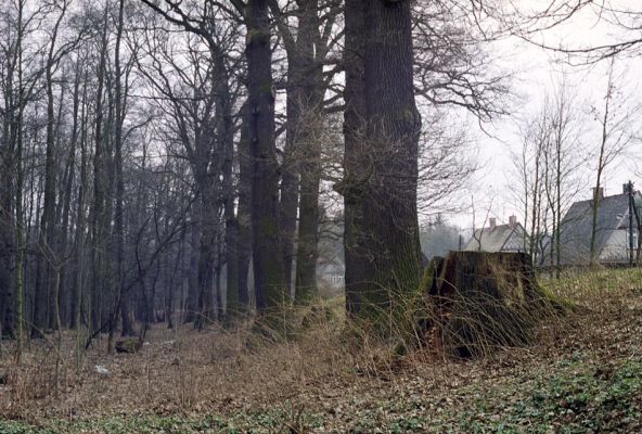 Týniště nad Orlicí, 16.3.2002
Stávek. Dubová alej na staré hrázi na východním okraji města. Pařez dubu, osídlený kovaříkem Ampedus cardinalis.
Klíčová slova: Týniště nad Orlicí Stávek Osmoderma eremita Lacon querceus Ampedus brunnicornis cardinalis.