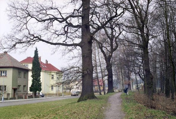 Týniště nad Orlicí, 16.3.2002
Stávek. Dubová alej na staré hrázi na východním okraji města. Kdo se může pochlubit, že má v sousedství takové obry? Týnišťští občané!
Klíčová slova: Týniště nad Orlicí Stávek Osmoderma eremita Lacon querceus Ampedus brunnicornis cardinalis.