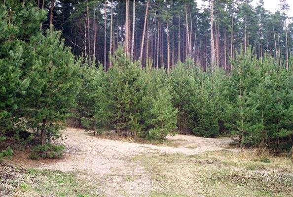 Rašovice, 16.3.2002
Západní okraj Rašovického písníku. Biotop kovaříka Dicronychus equisetioides.
Klíčová slova: Týniště nad Orlicí Rašovice písník Dicronychus equisetioides