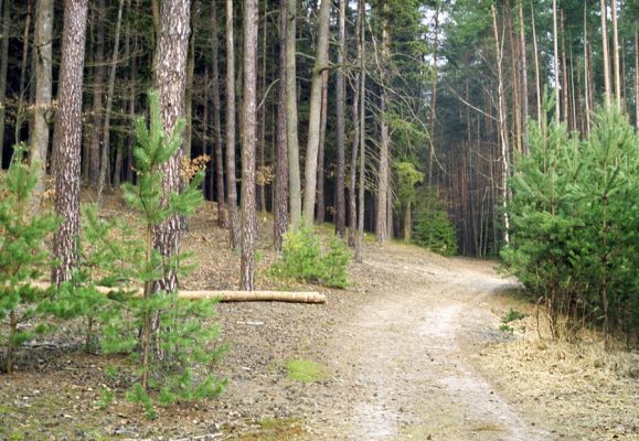 Rašovice, 16.3.2002
Západní okraj Rašovického písníku.
Keywords: Týniště nad Orlicí Rašovice písník Stenagostus rufus