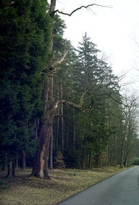 Týniště nad Orlicí, 16.3.2002
Bývalá týnišťská obora. Okraj rezervace U Glorietu. Dnes je z tohoto mohutného dubu jen mohutný pařez...
Keywords: Týniště nad Orlicí U Glorietu