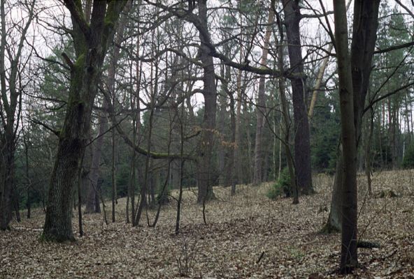 Týniště nad Orlicí, 16.3.2002
Bývalá týnišťská obora. Rezervace U Glorietu. 
Schlüsselwörter: Týniště nad Orlicí obora U Glorietu Hypoganus inunctus