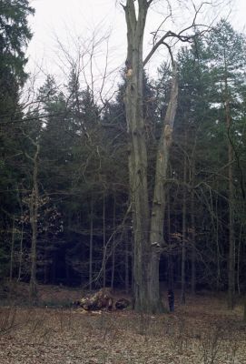 Týniště nad Orlicí, 16.3.2002
Bývalá týnišťská obora. Rezervace U Glorietu. 
Schlüsselwörter: Týniště nad Orlicí obora U Glorietu