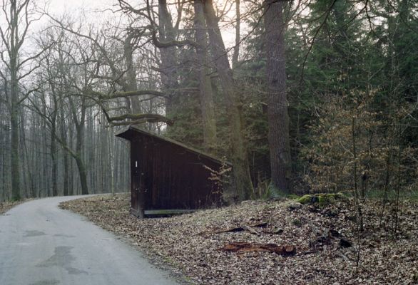 Týniště nad Orlicí, 16.3.2002
Bývalá týnišťská obora. Lesní asfaltka u brány k hrázi rybníka Rozkoš. Pařez vpravo zbyl po dubu, který byl osídlen kovaříky Lacon querceus.
Klíčová slova: Týniště nad Orlicí obora rybník Rozkoš Lacon querceus