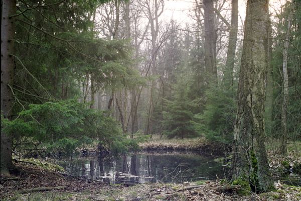 Týniště nad Orlicí, 16.3.2002
Bývalá týnišťská obora. Vysychající tůně u rybníka Rozkoš. 
Klíčová slova: Týniště nad Orlicí obora rybník Rozkoš Paraphotistus nigricornis