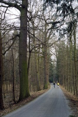 Týniště nad Orlicí, 16.3.2002
Bývalá týnišťská obora. Lesní asfaltka mezi rybníky Rozkoš a Velká Houkvice.
Klíčová slova: Týniště nad Orlicí Ampedus brunnicornis cardinalis.