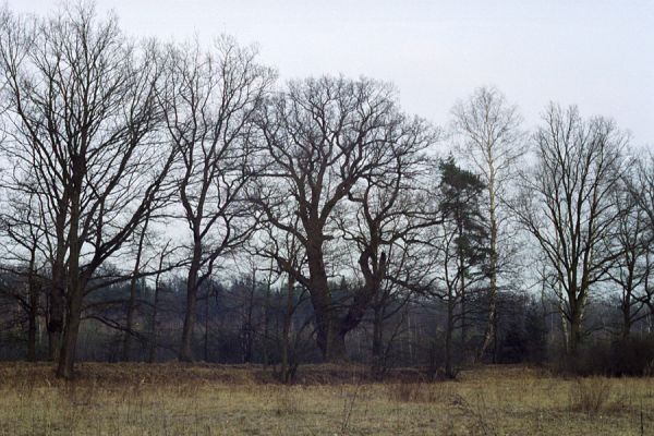 Týniště nad Orlicí, 16.3.2002
Mohutné duby na bývalé hrázi na okraji lesa mezi Petrovicemi a Týništěm nad Orlicí. Tento pohled mohou spatřit lidé, kteří jedou do Týniště vlakem.
Keywords: Týniště nad Orlicí Osmoderma eremita Lacon querceus Ampedus brunnicornis cardinalis.