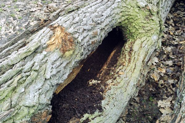 Petrovice nad Orlicí, 16.3.2002
Svoziště dubů na okraji lesa u petrovické hájovny. Zde je možné někdy nalézt v dutinách kmenů páchníky nebo kovaříky Crepidophorus mutilatus a Elater ferrugineus.
Schlüsselwörter: Týniště nad Orlicí Petrovice Petrovická hájovna Osmoderma barnabita Crepidophorus mutilatus Elater ferrugineus