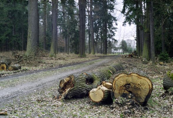 Petrovice nad Orlicí, 16.3.2002
Svoziště dubů na okraji lesa u petrovické hájovny. Zde je možné někdy nalézt v dutinách kmenů páchníky nebo kovaříky Crepidophorus mutilatus a Elater ferrugineus.
Schlüsselwörter: Týniště nad Orlicí Petrovická hájovna Osmoderma eremita Lacon querceus Crepidophorus mutilatus Elater ferrugineus