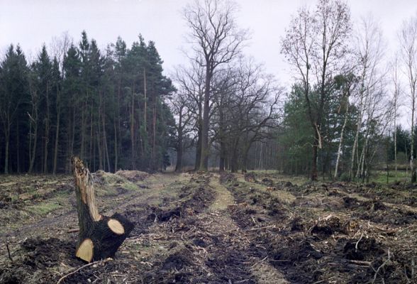 Petrovice nad Orlicí, 16.3.2002
Duby u petrovické hájovny. Nové trendy v lesním hospodářství přiřadily lesnictví k zemědělství.
Schlüsselwörter: Týniště nad Orlicí Petrovická hájovna Lacon querceus