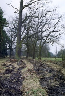 Petrovice nad Orlicí, 16.3.2002
Duby u petrovické hájovny. Nové trendy v lesním hospodářství přiřadily lesnictví k zemědělství.
Schlüsselwörter: Týniště nad Orlicí Petrovická hájovna Lacon querceus