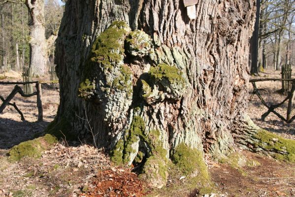 Týniště nad Orlicí, 17.3.2016
U Houkvice.



Mots-clés: Týniště nad Orlicí U Houkvice