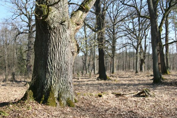 Týniště nad Orlicí, 17.3.2016
U Houkvice.



Klíčová slova: Týniště nad Orlicí U Houkvice