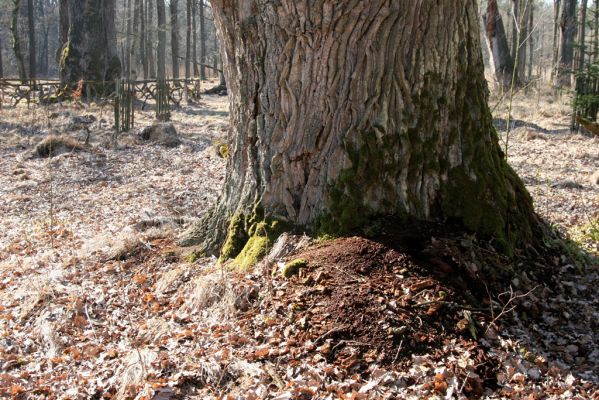 Týniště nad Orlicí, 17.3.2016
U Houkvice. 



Mots-clés: Týniště nad Orlicí U Houkvice Osmoderma páchník