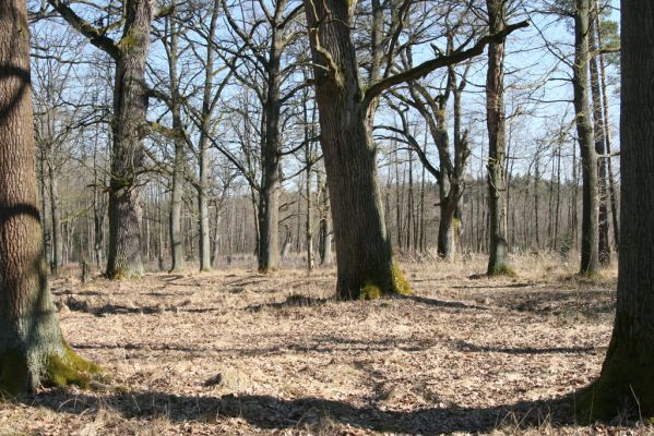 Týniště nad Orlicí, 17.3.2016
U Houkvice.



Klíčová slova: Týniště nad Orlicí U Houkvice