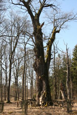 Týniště nad Orlicí, 17.3.2016
U Houkvice.


Keywords: Týniště nad Orlicí U Houkvice