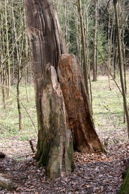 Týniště nad Orlicí, 18.4.2013
Pod Stávkem. Pahýl dubu na staré hrázi. 


Klíčová slova: Týniště nad Orlicí Pod Stávkem Lacon querceus Ampedus cardinalis brunnicornis pomorum
