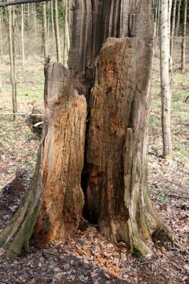 Týniště nad Orlicí, 18.4.2013
Pod Stávkem. Pahýl dubu na staré hrázi. 
Mots-clés: Týniště nad Orlicí Pod Stávkem Lacon querceus Ampedus cardinalis brunnicornis pomorum