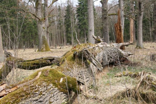 Týniště nad Orlicí, 18.4.2013
Rezervace U Houkvice. Padlý dub osídlený páchníky a kovaříky Elater ferrugineus, Cardiophorus gramineus, Ampedus cardinalis a Brachygonus dubius.


Klíčová slova: Týniště nad Orlicí rezervace U Houkvice páchník Osmoderma barnabita Elater ferrugineus Cardiophorus gramineus Ampedus cardinalis Brachygonus dubius