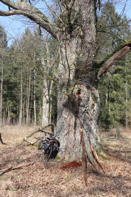Týniště nad Orlicí, 19.3.2020
U Houkvice.
Schlüsselwörter: Týniště nad Orlicí U Houkvice Trox scaber Ampedus brunnicornis cardinalis