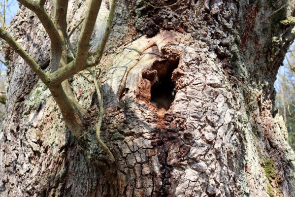 Týniště nad Orlicí, 19.3.2020
U Houkvice.
Schlüsselwörter: Týniště nad Orlicí U Houkvice Trox scaber Ampedus brunnicornis cardinalis