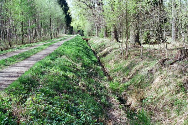 Týniště nad Orlicí, 1.5.2003
Příkop u lesní cesty u rezervace U Černoblatské louky - biotop kovaříka Aplotarsus incanus.
Mots-clés: Týniště nad Orlicí obora U Černoblatské louky Aplotarsus incanus