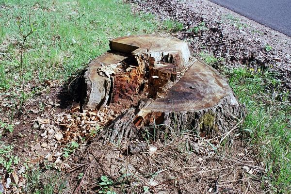 Týniště nad Orlicí, 1.5.2003
Silnice u Rašovicím, nedaleko Písáku. Vlevo pařez dubu, osídlený kovaříky Ampedus cardinalis a A. brunnicornis.
Mots-clés: Týniště nad Orlicí Ampedus brunnicornis cardinalis