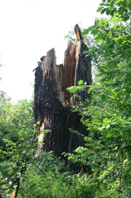 Týniště nad Orlicí, 20.7.2016
U Petrovic. Pahýl dubu na okraji bývalé obory.


Klíčová slova: Týniště nad Orlicí U Petrovic Elater ferrugineus