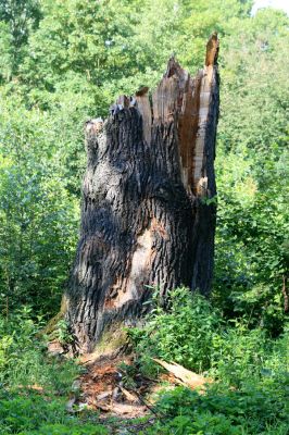 Týniště nad Orlicí, 20.7.2016
U Petrovic. Pahýl dubu na okraji bývalé obory. 



Klíčová slova: Týniště nad Orlicí U Petrovic Elater ferrugineus