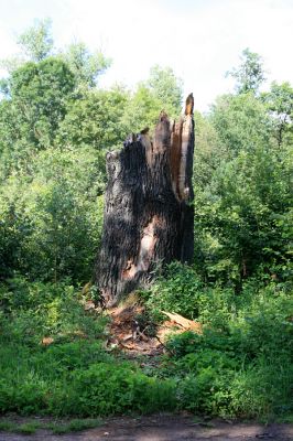 Týniště nad Orlicí, 20.7.2016
U Petrovic. Pahýl dubu na okraji bývalé obory (50° 9'50.81"N, 16° 3'46.30"E).



Klíčová slova: Týniště nad Orlicí U Petrovic Elater ferrugineus