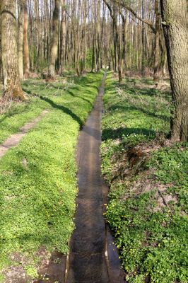 Týniště nad Orlicí, Rozkoš, 21.4.2011
Odvodněný lužní les u rybníka Rozkoš. Tak to vypadá, že naši vodu v krajině nepotřebujeme. Výhodnější bude ji čerpat a dopravovat k nám z Dunaje...
Klíčová slova: Týniště nad Orlicí Rozkoš