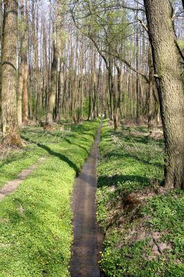 Týniště nad Orlicí, Rozkoš, 21.4.2011
Odvodněný lužní les u rybníka Rozkoš. Tak to vypadá, že naši vodu v krajině nepotřebujeme. Výhodnější bude ji čerpat a dopravovat k nám z Dunaje...
Klíčová slova: Týniště nad Orlicí Rozkoš