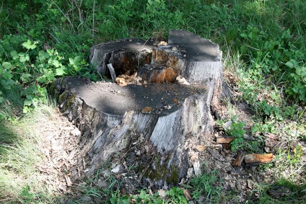 Týniště nad Orlicí, 21.5.2009
Trouchnivějící dubový pařez u silnice na Rašovice.
Schlüsselwörter: Týniště nad Orlicí Ampedus brunnicornis cardinalis