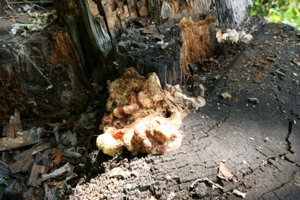 Týniště nad Orlicí, 21.5.2009
Trouchnivějící dubový pařez u silnice na Rašovice.
Klíčová slova: Týniště nad Orlicí Ampedus brunnicornis cardinalis