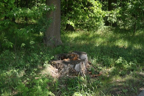 Týniště nad Orlicí, 21.5.2009
Trouchnivějící dubový pařez u silnice na Rašovice.
Mots-clés: Týniště nad Orlicí Ampedus brunnicornis cardinalis