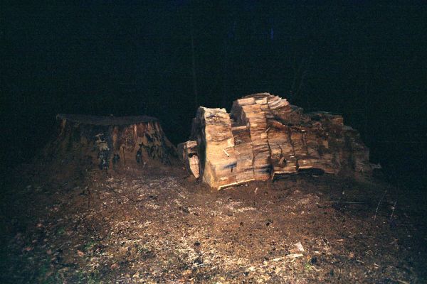 Týniště nad Orlicí, 22.11.2002
Rozřezávaný kmen mohutného dubu u cesty na bývalé hrázi západně od rybníka Rozkoš. Dutina jeho kmene byla osídlena páchníky hnědými a kovaříky Elater ferrugineus.
Mots-clés: Týniště nad Orlicí rybník Rozkoš Osmoderma barnabita Elater ferrugineus