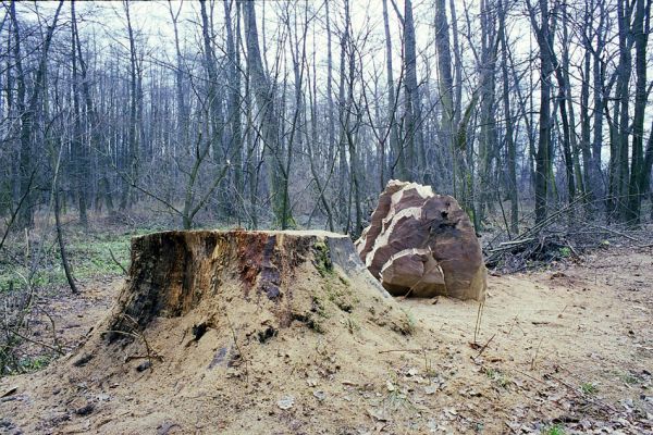 Týniště nad Orlicí, 22.11.2002
Rozřezávaný kmen mohutného dubu u cesty na bývalé hrázi západně od rybníka Rozkoš. Dutina jeho kmene byla osídlena páchníky hnědými a kovaříky Elater ferrugineus.
Mots-clés: Týniště nad Orlicí rybník Rozkoš Osmoderma barnabita Elater ferrugineus