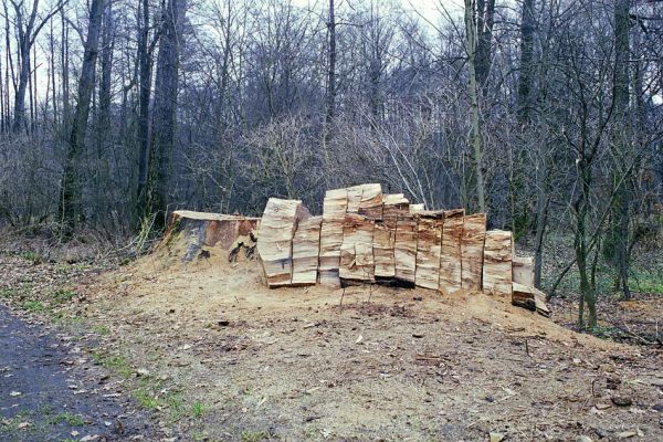 Týniště nad Orlicí, 22.11.2002
Rozřezávaný kmen mohutného dubu u cesty na bývalé hrázi západně od rybníka Rozkoš. Dutina jeho kmene byla osídlena páchníky hnědými a kovaříky Elater ferrugineus.
Schlüsselwörter: Týniště nad Orlicí rybník Rozkoš Osmoderma barnabita Elater ferrugineus