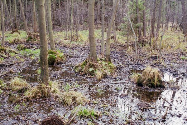 Týniště nad Orlicí, 22.11.2002
Olšina u Hlinského rybníku u Bědovických obor. Biotop kovaříka Ampedus pomonae.
Mots-clés: Petrovice nad Orlicí Hlinský rybník Ampedus pomonae