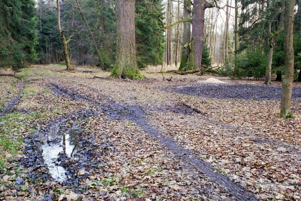 Týniště nad Orlicí, 22.11.2002
Bývalá týnišťská obora. Rezervace U Houkvice. Mohutné duby u Velké Houkvice.
Klíčová slova: Týniště nad Orlicí Petrovice U Houkvice Velká Houkvice Hypoganus inunctus Osmoderma barnabita