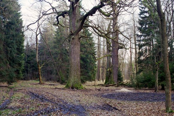 Týniště nad Orlicí, 22.11.2002
Bývalá týnišťská obora. Rezervace U Houkvice. Mohutné duby u Velké Houkvice.
Schlüsselwörter: Týniště nad Orlicí Petrovice U Houkvice Velká Houkvice Calambus bipustulatus Hypoganus inunctus Osmoderma barnabita