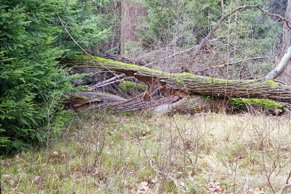 Týniště nad Orlicí, 22.11.2002
Hlinský rybník u Bědovických obor. Prasklý kmen mohutného dubu. V dutině kmene sídlila početná kolonie kovaříka Brachygonus dubius.
Mots-clés: Petrovice nad Orlicí Hlinský rybník Brachygonus dubius